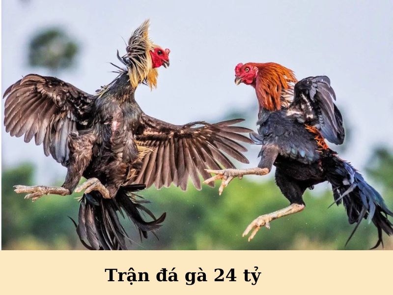 Trận đá gà 24 tỷ nổi tiếng